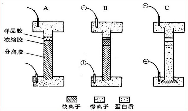 91视频污污污电泳过程 91视频污污污电泳过程